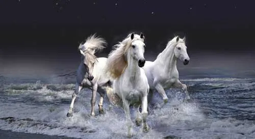 O-Galloping-22(110x60cm)-31506