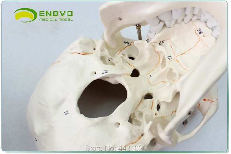 ENOVO модель черепа плода Младенческая модель черепа человека. Модель черепа медицина