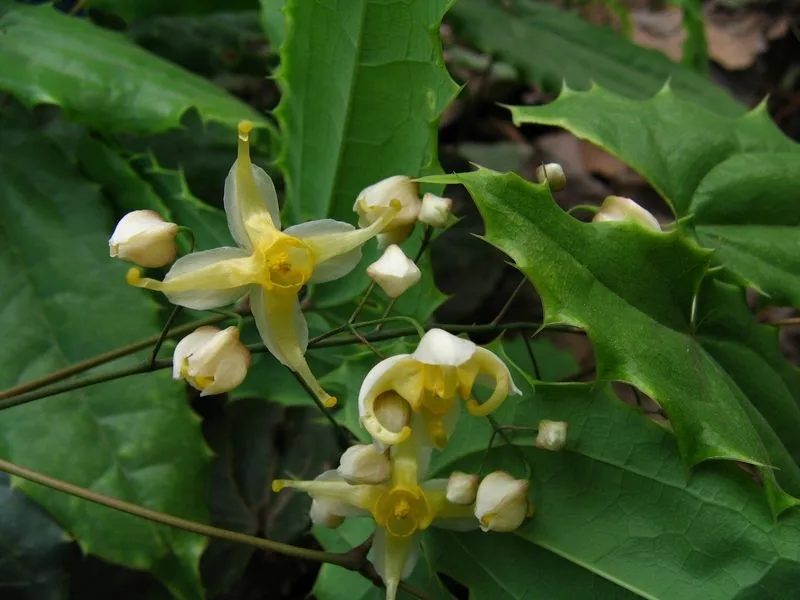 horny goat weed 7