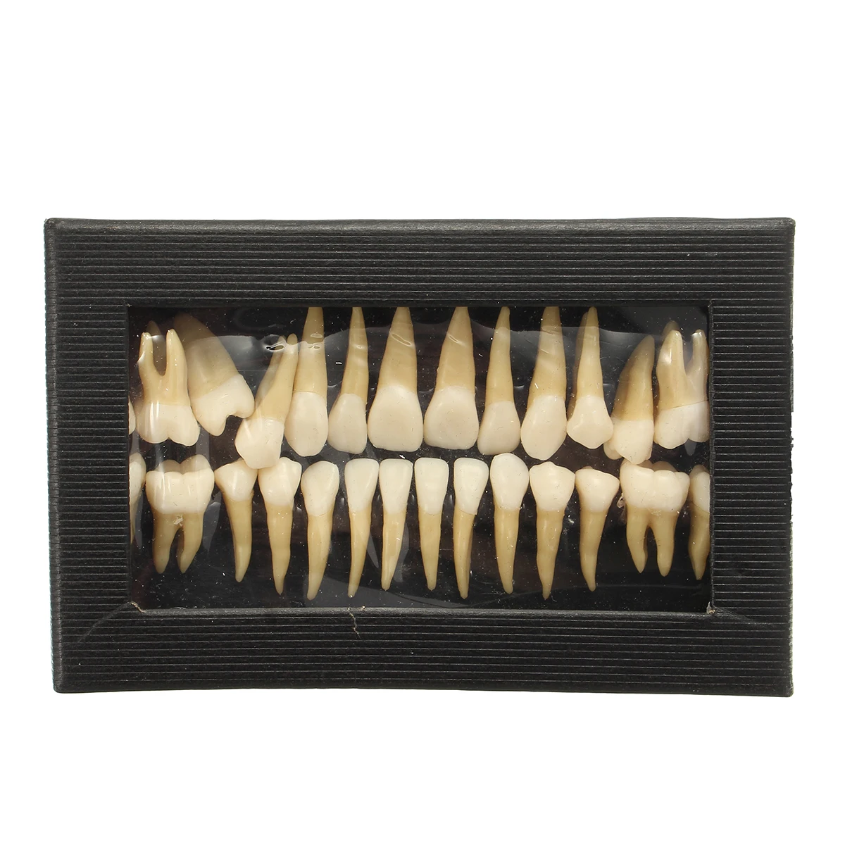 

28pcs/box 1:1 Permanent Teeth Demonstration Tooth Models Odontologia Teach Study Model Double-color Dentist Products