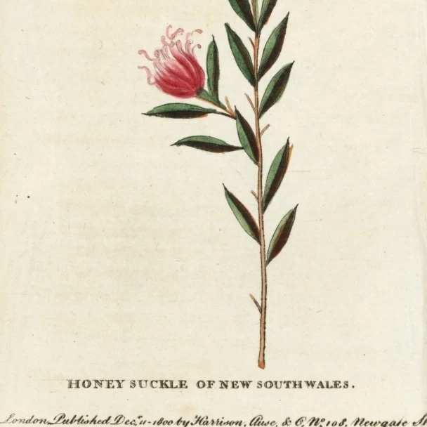 Honeysuckle Of New South Wales  Lonicera Species Poster Print By <ALIMT >&reg;</ALIMT> Florilegius Mary Evans (18 X 24)