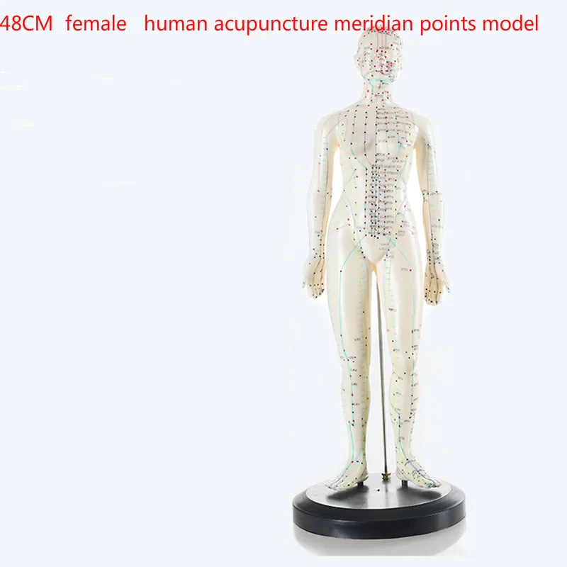 Английско-китайская модель акупунктуры для тела Меридиан модель акупунктурных точек 26 см/48 см/50 см для мужчин и женщин