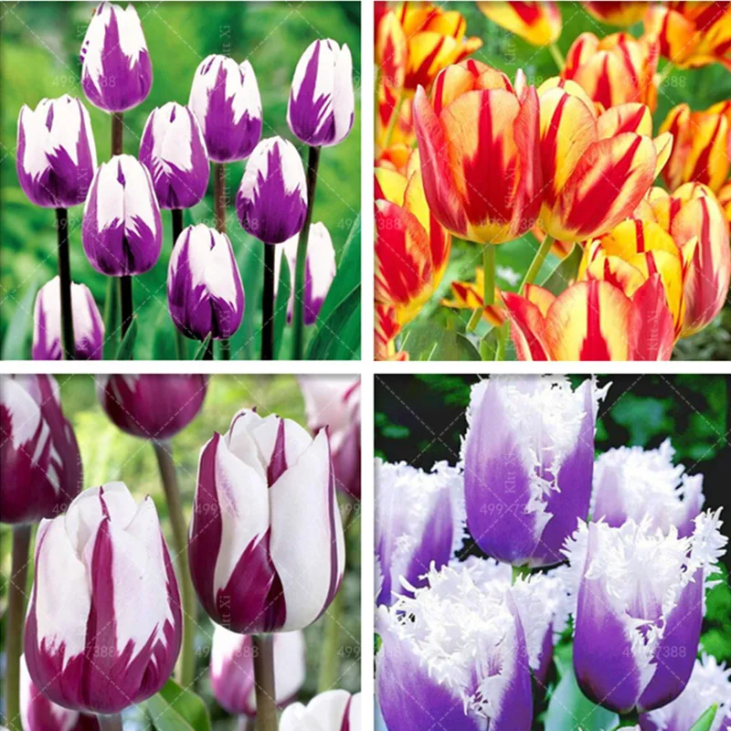 

100 Pcs Bonsai Tulip Flowers (Not Bulbs) Rainbow Color Petals Outdoor Tulip Flower Perennial DIY Home Garden Bonsai Pot Plants