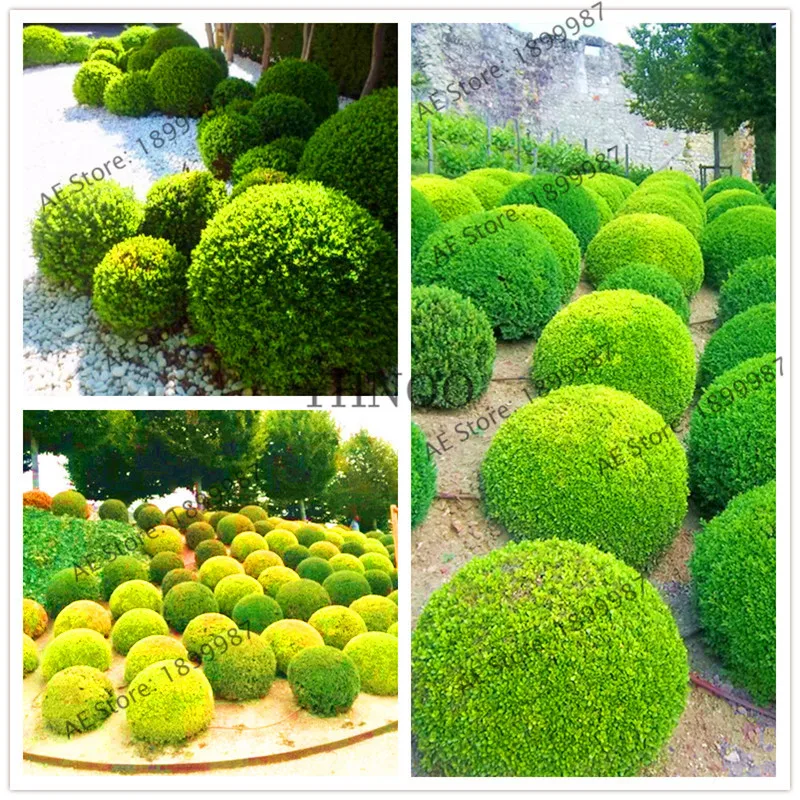 

Juniper Balls Bonsai Tree garden,100pcs/pack,green tree flores,bonsai plant for balcony,easy to grow