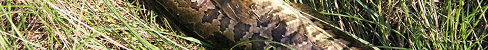 ENG_64