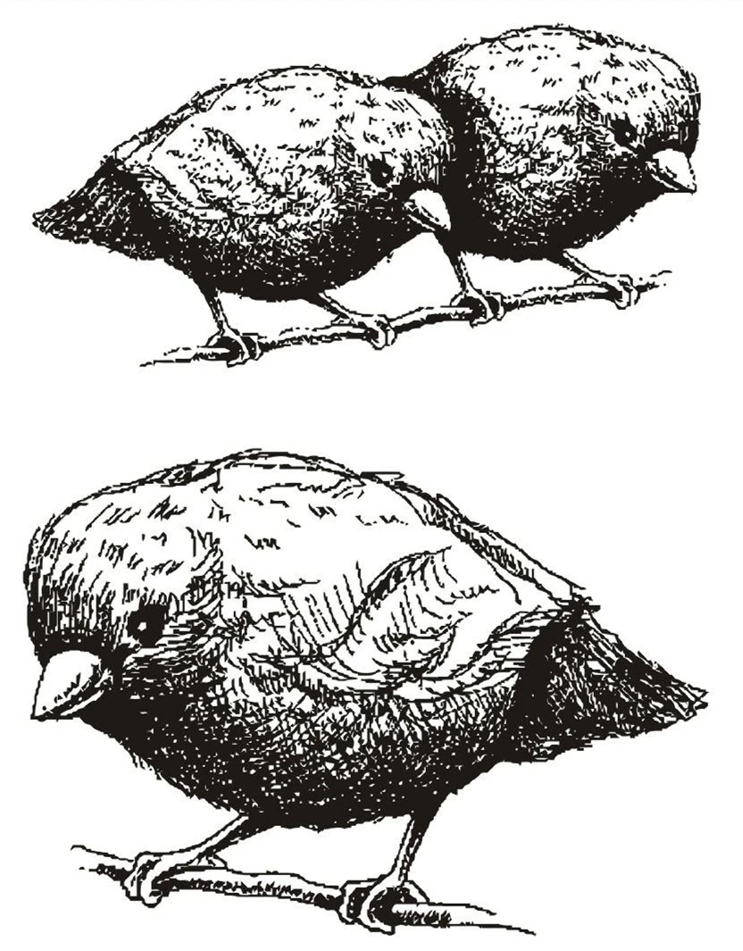 

Bird clear Silicone Rubber Stamp for DIY scrapbooking/photo album Decorative craft E14