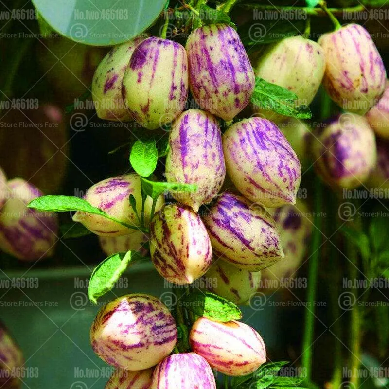 100 шт Редкие Пепино Дыня бонсай Solanum muricatum Aiton вкусные органические фрукты и горшок для овощей растения для домашнего сада