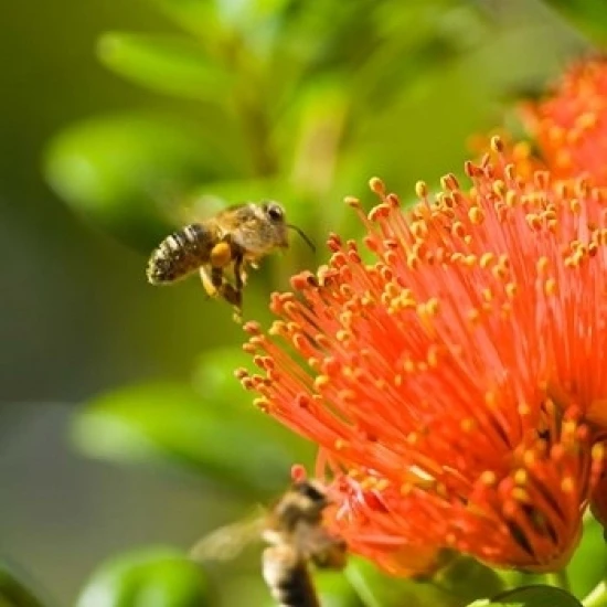 New Zealand  South Island  Bee on Rata flower Poster Print by Fredrik Norrsell (24 x 36)