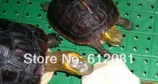 Бесплатная доставка товары для домашних животных кости из морской Слепки