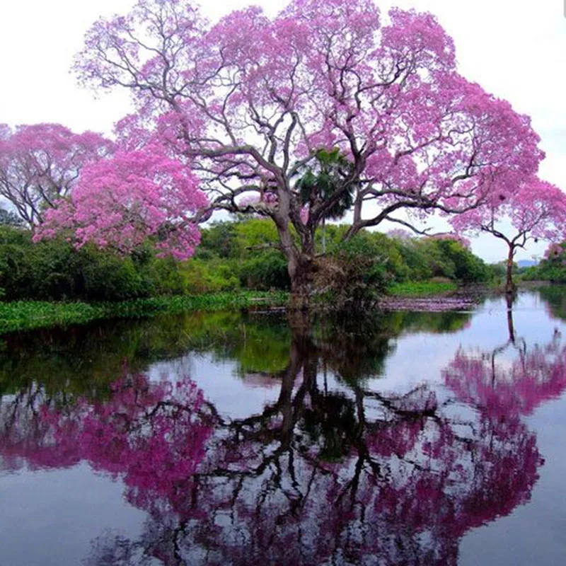 

200Pcs Best Paulownia empress tree Romantic Flower Great Aroma fast growing Hot 2016