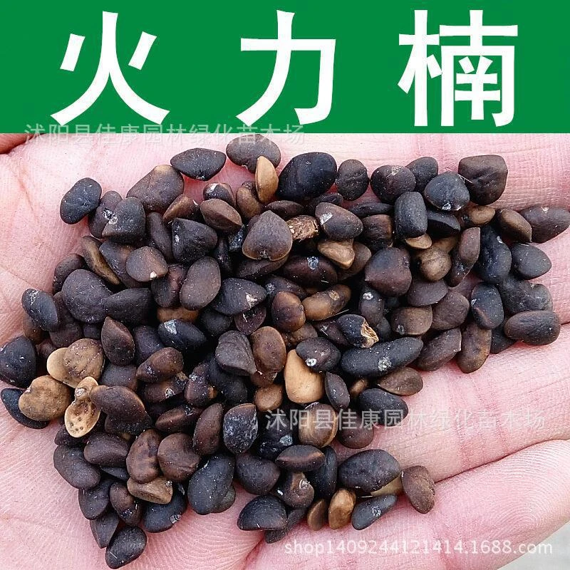 Melbourne Schlauch Bevorzugte Behandlung boom zaden kopen Unterdrückung