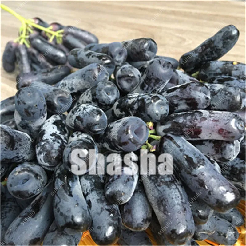 10 Pcs Black Finger Grape America Giant Grape Bonsai Edible Succulent Fruit Tree Perennial Indoor home garden Potted Plants 10 Pcs Black Finger Grape America Giant Grape Bonsai Edible Succulent Fruit Tree Perennial Indoor home garden Potted Plants