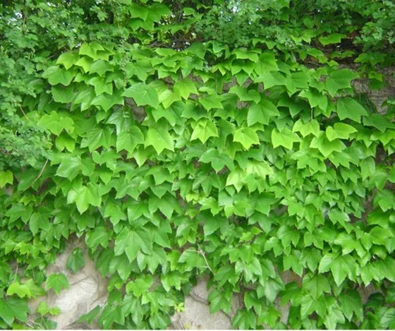Ivy Seeds, Climbing Plants, 100pcs/pack