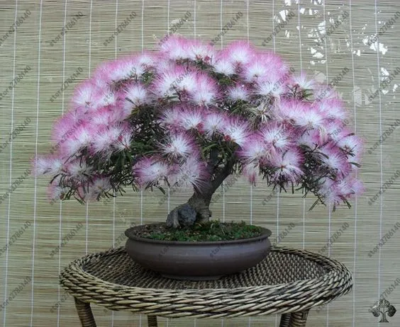 20 pcs Albizia (Acacia) Julibrissin Tree (mimosa/persian Silk Tree) Mini Potted Bonsai Flower ,diy Home Miniature Garden plant
