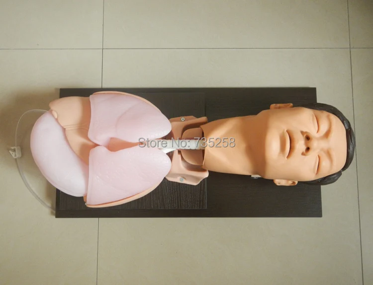 Старшая модель для обучения эндотрахеальной интубации трахеи|endotracheal intubation| |