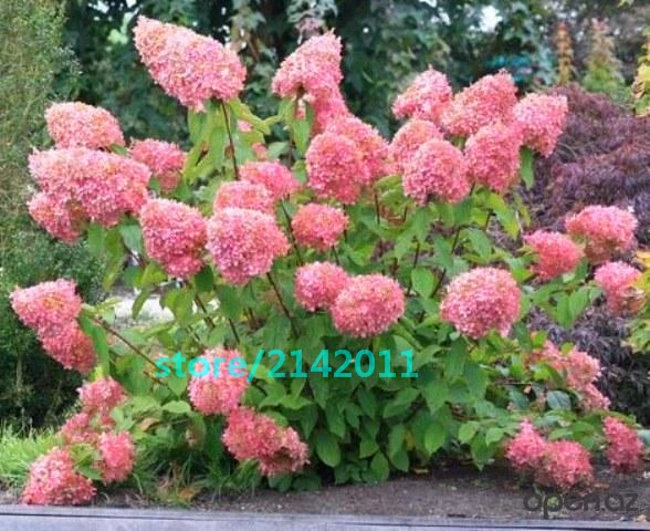 20pcs/bag Hydrangea seed,Hydrangea paniculata 'Vanilla Fraise', rare bonsai hydrangea flower seeds,potted plant for home garden