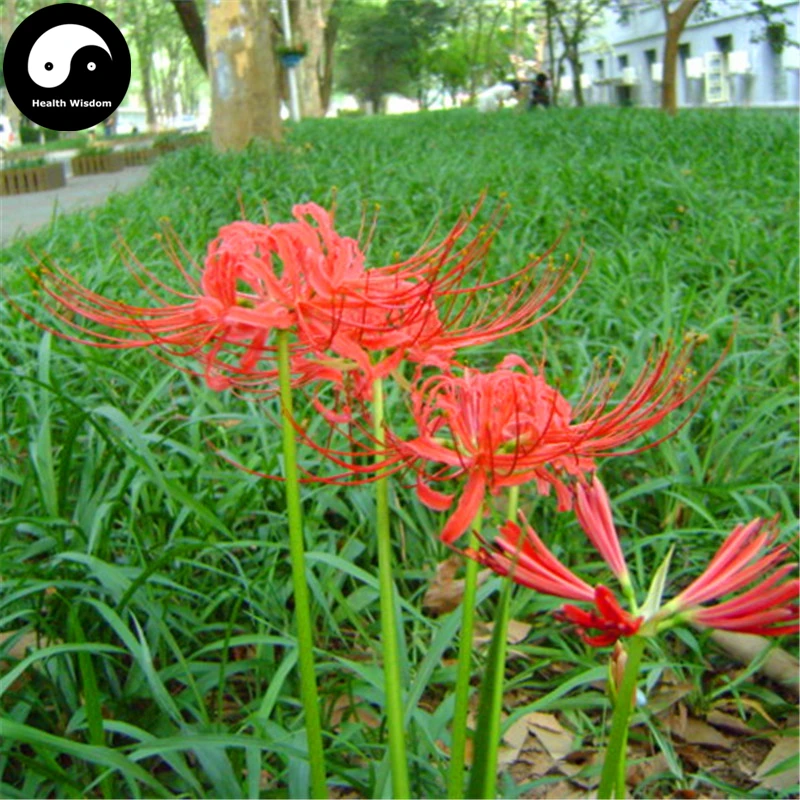 Us 5 99 Red Spider Lily Flower Te 60pcs Plant Lycoris Radiata Garden On Aliexpress 11 Double Singles Day Us 5 99 Red Spider Lily Flower Te 60pcs Plant Lycoris Radiata Garden On Aliexpress 11 Double Singles Day