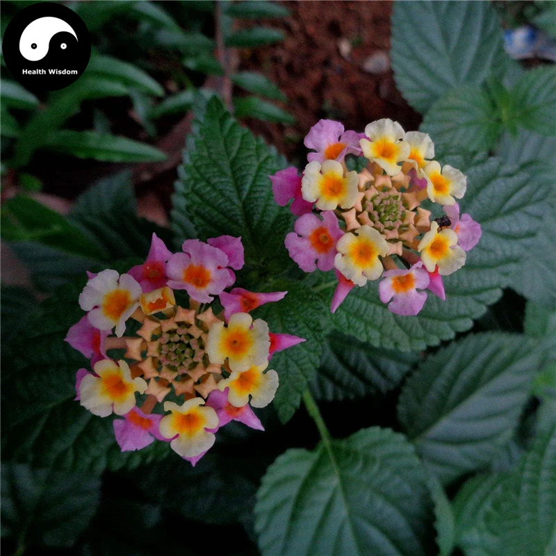 

Buy Lantana Camara Tree Semente 30pcs Plant Lantana Camara For Wu Se Mei