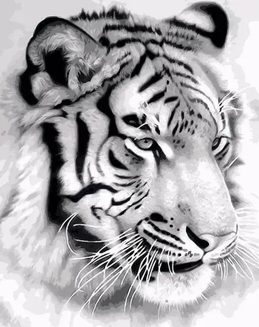 Black White Tiger Coloring By Numbers Canvas Acrylic Paints For ... Black White Tiger Coloring By Numbers Canvas Acrylic Paints For ...