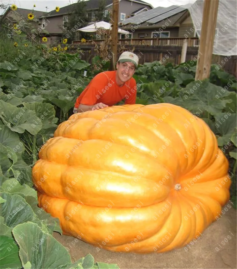 

20pcs/ Giant pumpkin bonsai, vegetable plant large U.S. super giant pumpkin flores for home and garden
