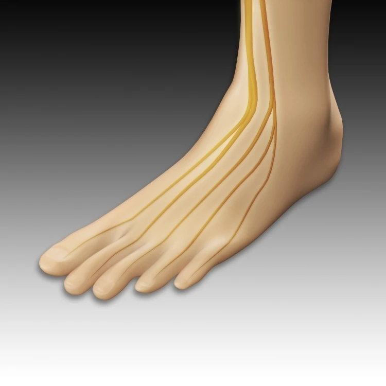 Conceptual image of human foot with nervous system Poster Print (32 x 24)