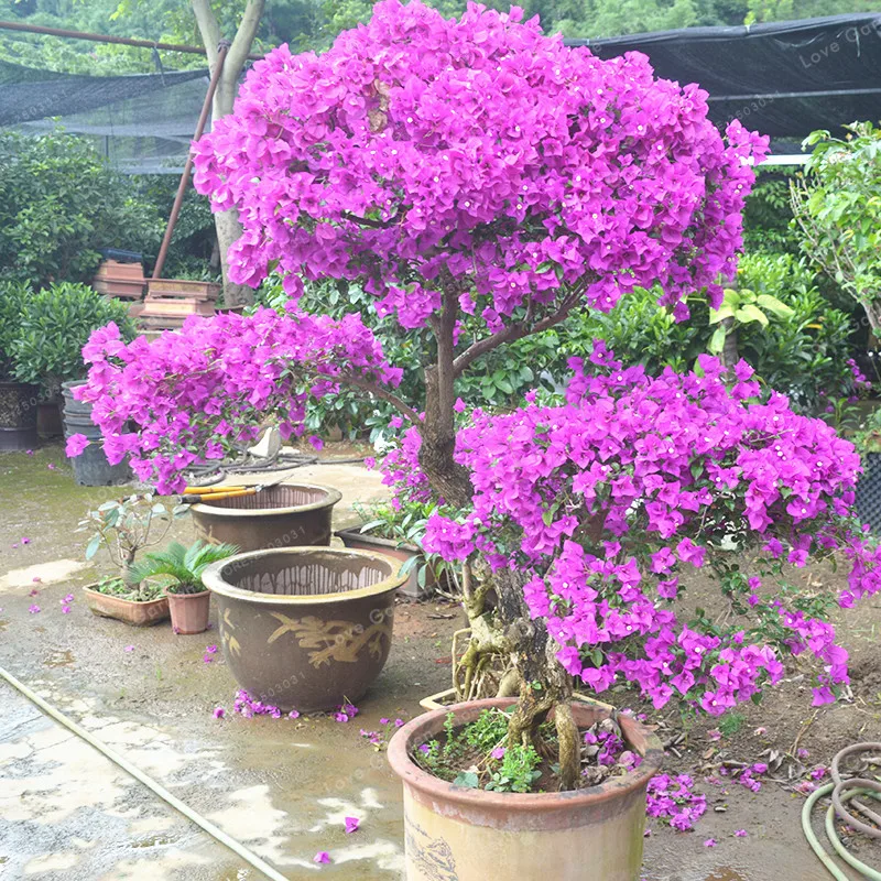 

100 Pcs Purple Bougainvillea Glabra Bonsai Spectabilis Willd Bonsai Plant Bougainvillea Bonsai Flower Potted plan