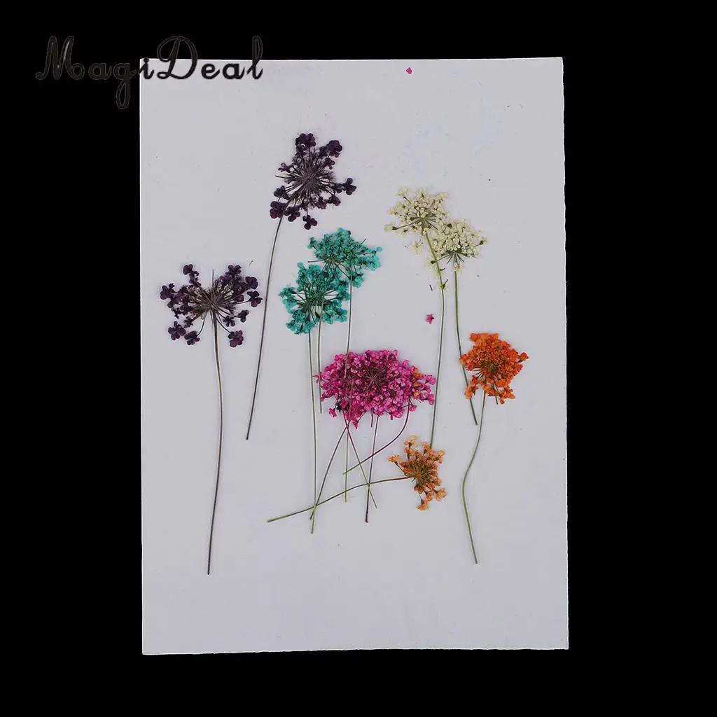 10pcs Mixed Size Real Pressed Dried Lace Flowers Embellishments DIY Card Making Jewelry Resin Crafts Scrapbooking Art Craft