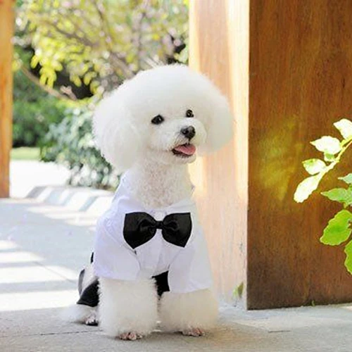 POP товара! Одежда для собак и кошек, смокинг для принца костюмная галстук-бабочка, костюм щенка, комбинезон, пальто, 456fwr32