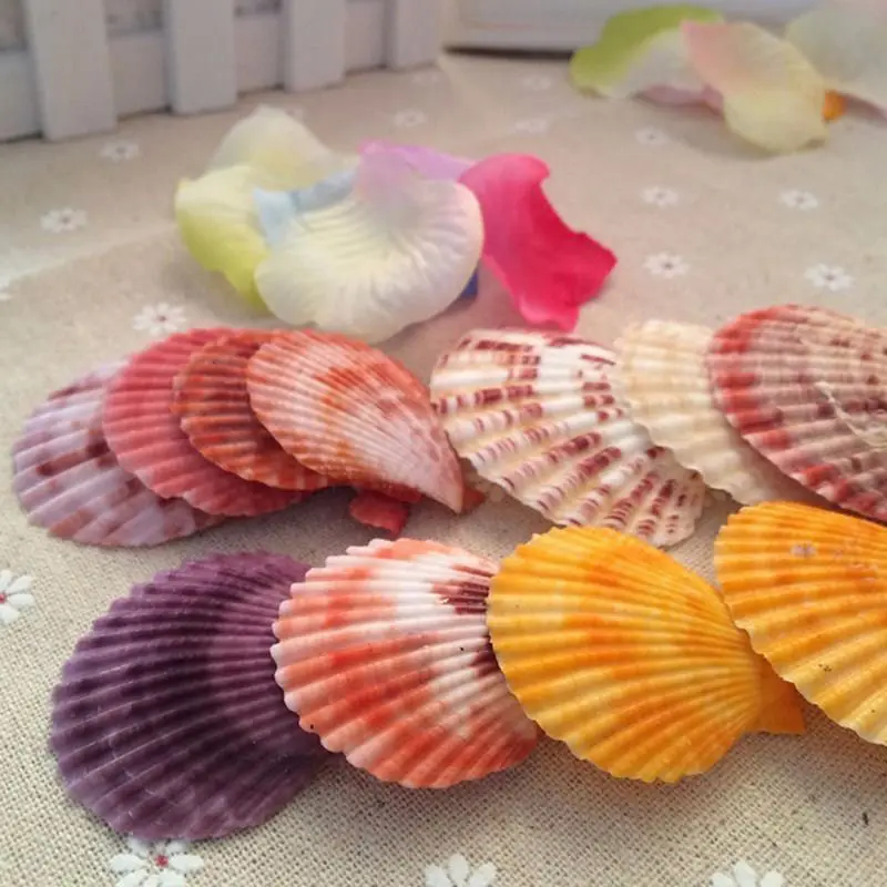 

20x Colorful Natural Seashells Decorations Scallop Shells Crafts Decor Ornament