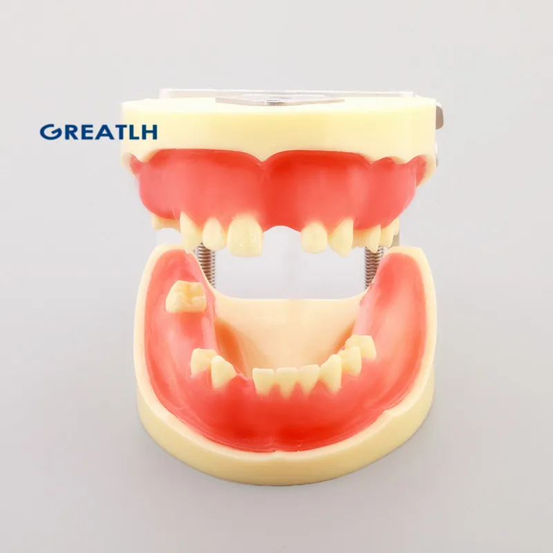 Dentl для тренировки имплантации модель стоматологические модели зубов M2002