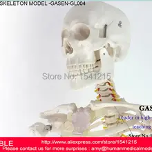 Модель скелета человека 170 см анатомический медицинский скелет модель тела медицинский человек Скелет образец модель-GASEN-GL004