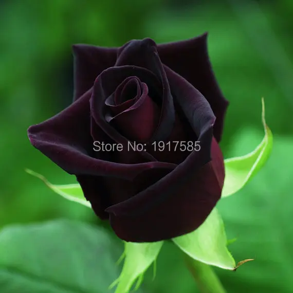 100pcs Black Rose Seeds# LC-Tools 100Pcs Rare Chinese Black Rose Flower Seeds Perennials Garden Yard Balcony Decor 