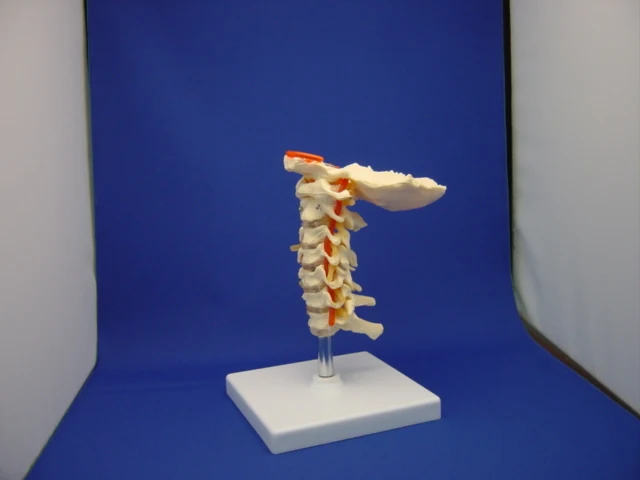

PVC Material It Can Be Use In Medical Teaching Esqueleto Hueso Humano Hot Skeleton Model Surgery MedicalGASEN-RZGL025