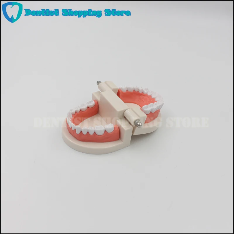  Dental Brushing Teeth Teaching Model for Child Kids Learning Teeth Gums Standard Demonstration Tool - 32899736954