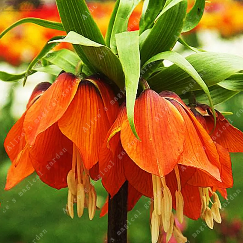 

ZLKING 100 pcs Rare Red Natural Flower Fritillaria Bonsai Perennial Flower Exotic Flower Chinese Traditional Herbs