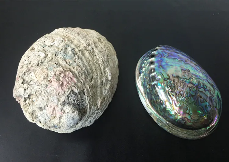 Новая Зеландия синий abalone раковина натуральный ремесло раковины украшение дома Аквариум Ландшафтный Свадебный пейзаж Decoraition 1 лот(2 шт