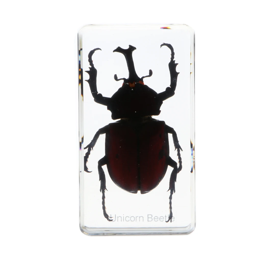 Insect Specimen Paperweight Collection Gift - Rhinoceros Beetle