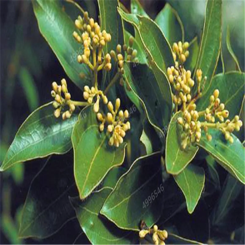 50 Pcs Giant Cinnamon Tree Bonsai Outdoor Evergreen Fragrant Plant