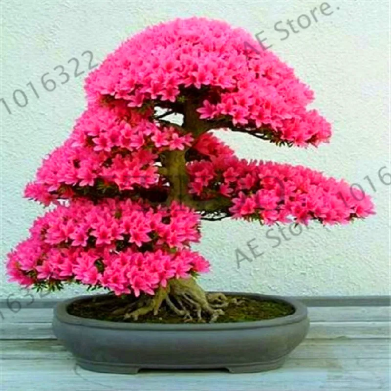 

Best-Selling!10 Pcs Cerasus sp. plant Cherry blossoms Perennial Flower flores for Garden in Bonsai,#IHMGO4