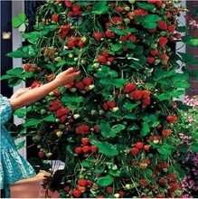 ( Минимальный заказ $ 5 ) 50 шт./упак. дерево восхождение клубника семена двор сад с фруктами и овощных культур в горшках