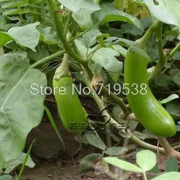 

long eggplant 100 pcs Vegetable bonsais