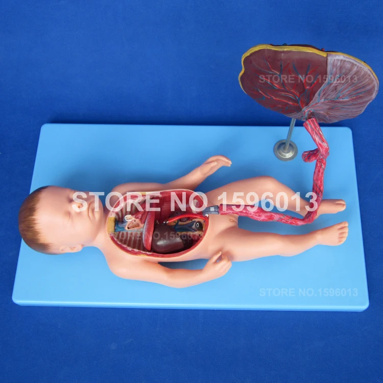 

Fetal Circulatory System Model,Blood circulation Model,Anatomical fetus model with placenta and Umbilical Cord