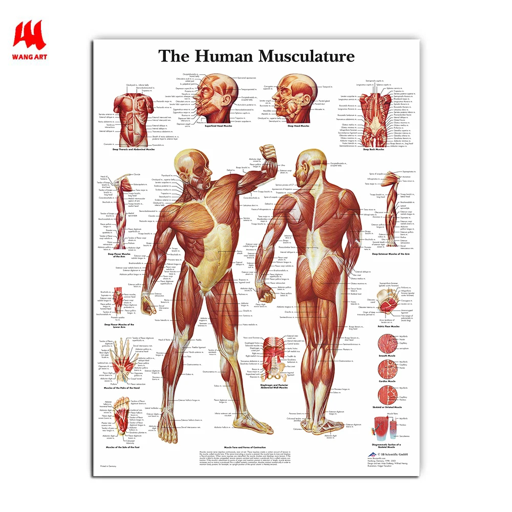 Billig WANGART Menschlichen Anatomie Muskeln System Kunst Poster Drucken Körper Karte Leinwand Wand Bilder für Medizinische Bildung Wohnkultur JY0717