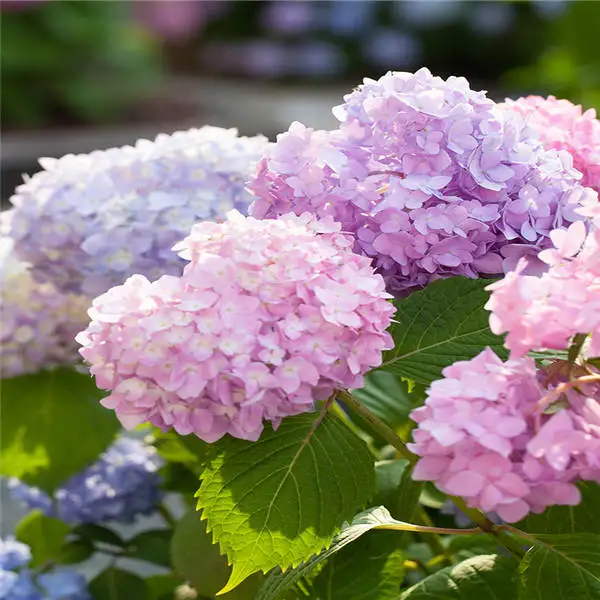 Bonsai 20 Pcs Multiple Color Choice Hydrangea Bonsai Perennial Flower Plant Hydrangea Balcony Ornamental Garden Decoration Plant