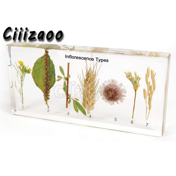 

Inflorescence Types Specimen paperweight Taxidermy Collection embedded In Clear Lucite Block Embedding Specimen