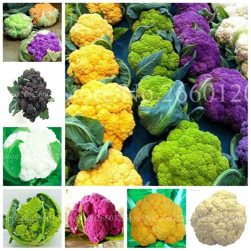 

50 pcs Rare Organic Romanesco Tower Broccoli Bonsai, Roman Cauliflower Fractal Heads Broccoflower Vegetables DIY Home & Garden