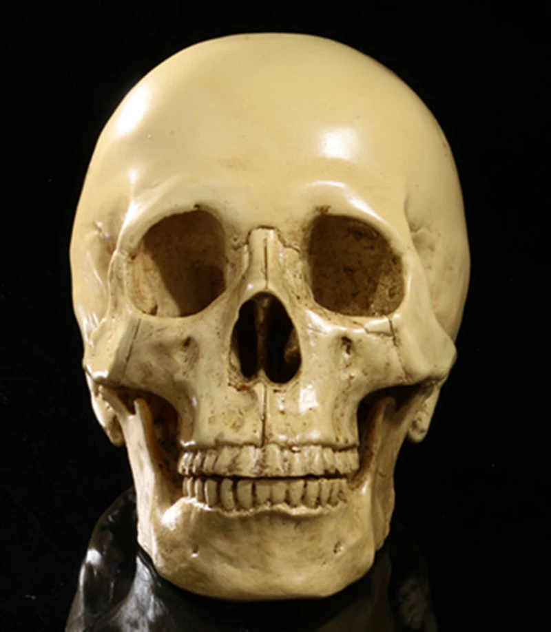 Modelo de cráneo humano 1:1 de resina falso artesanías estatua Cabeza Esqueleto Para La Enseñanza