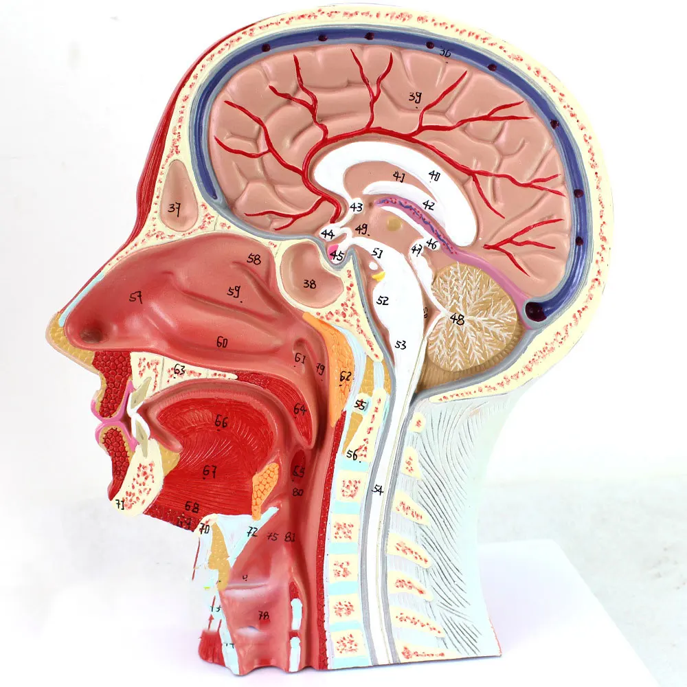 Медианная сагиттальная секция головы с прикрепленным сосудистым нервом модель красоты микро пластиковая медицина обучающая помощь