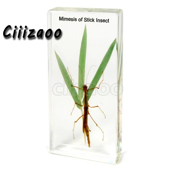 

Mimesis of Stick Insect specimen animal paperweight Taxidermy Collection embedded In Clear Lucite Block Embedding Specimen