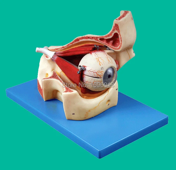 Advanced eye and orbital model, Anatomical Eyeball with Part of Orbit,  Eye Model